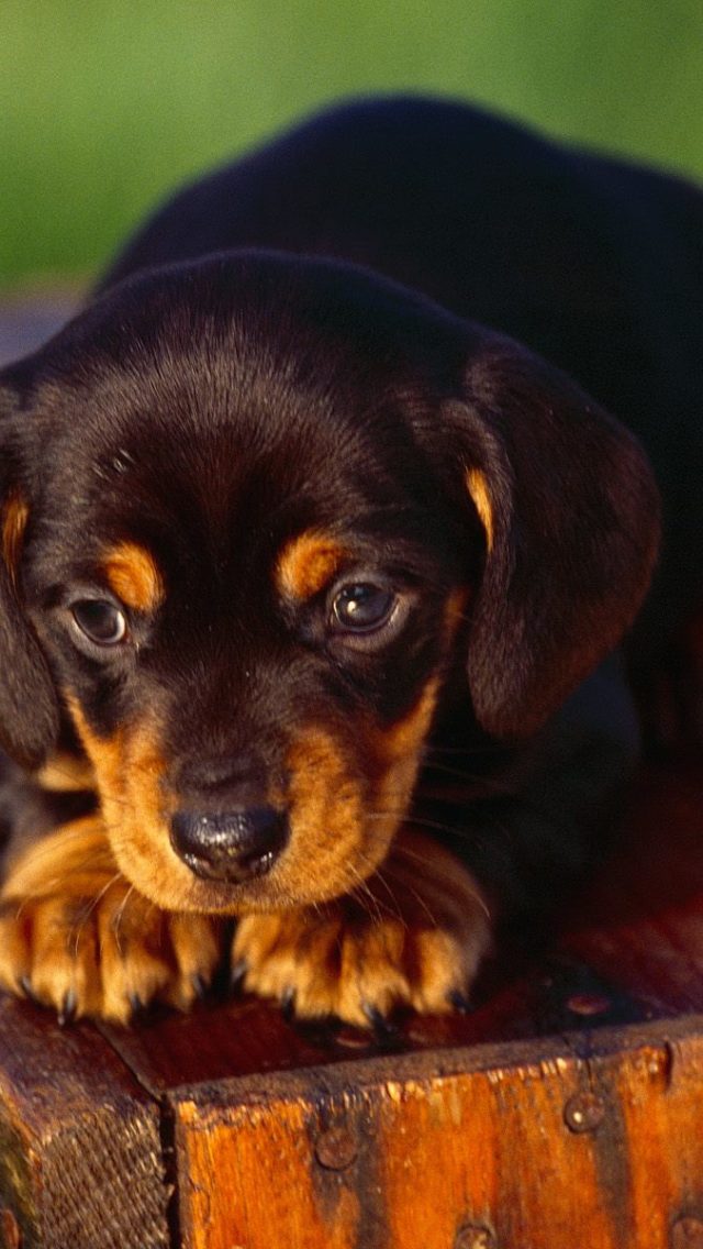 Dachshund Puppy Dog Pictures HD Wallpaper Backgrounds